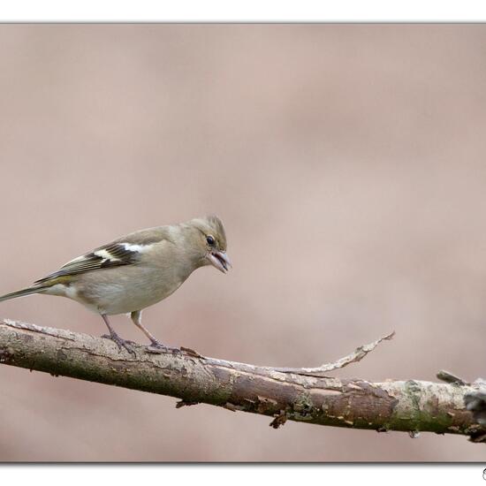 Buchfink: Tier im Habitat Wald in der NatureSpots App