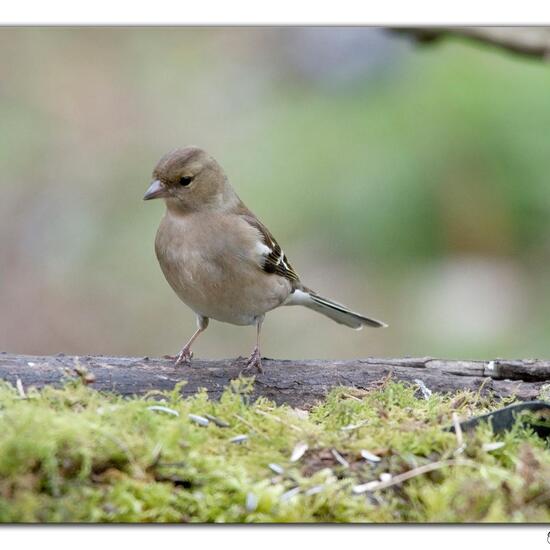 Buchfink: Tier im Habitat Wald in der NatureSpots App