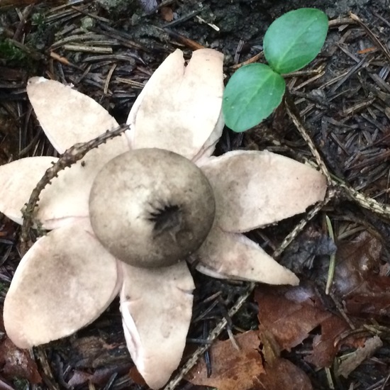 Geastrum: Mushroom in nature in the NatureSpots App