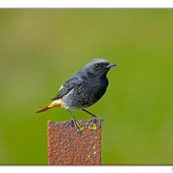 Black Redstart: Animal in habitat Agriculture in the NatureSpots App