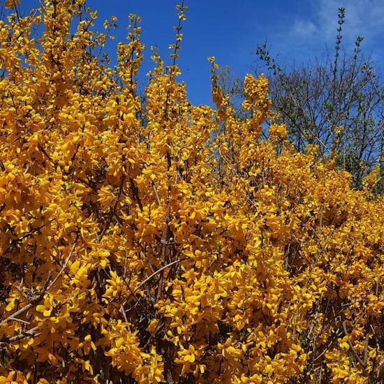 Forsythien: Pflanze im Habitat Park in der NatureSpots App