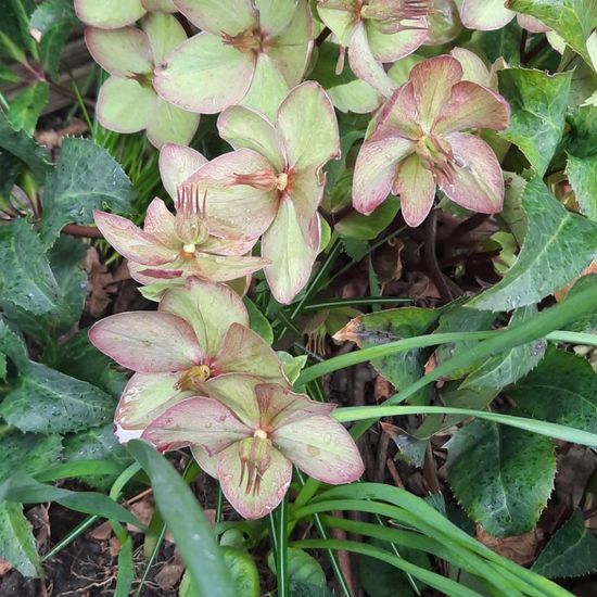 Helleborus niger: Plant in nature in the NatureSpots App