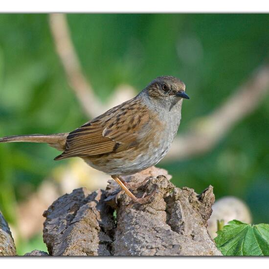 Dunnock: Animal in habitat Backyard in the NatureSpots App