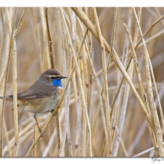 Bluethroat: Animal in habitat Pond in the NatureSpots App