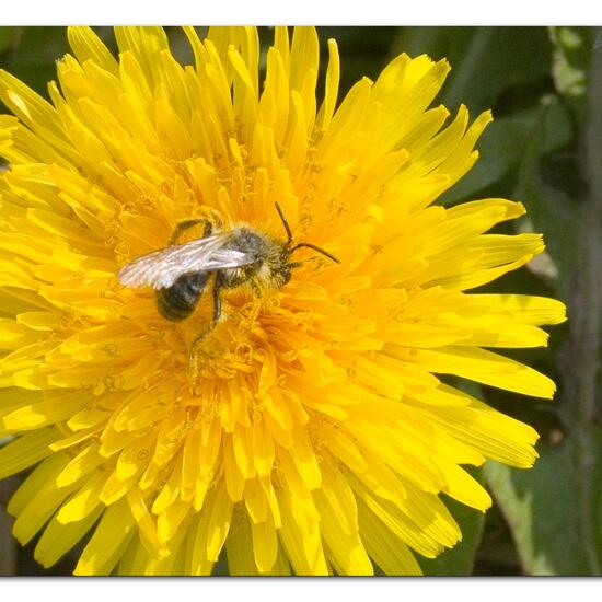 Andrena vaga: Animal in habitat Semi-natural grassland in the NatureSpots App