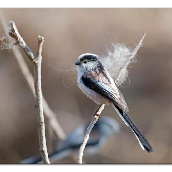 Schwanzmeise: Tier im Habitat Hinterhof in der NatureSpots App