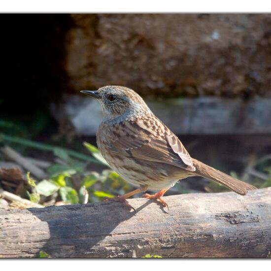 Dunnock: Animal in habitat Garden in the NatureSpots App