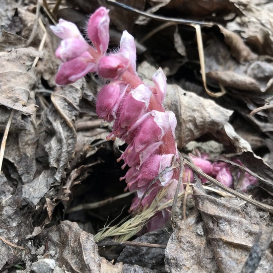 Lathraea squamaria: Plant in habitat Riparian forest in the NatureSpots App