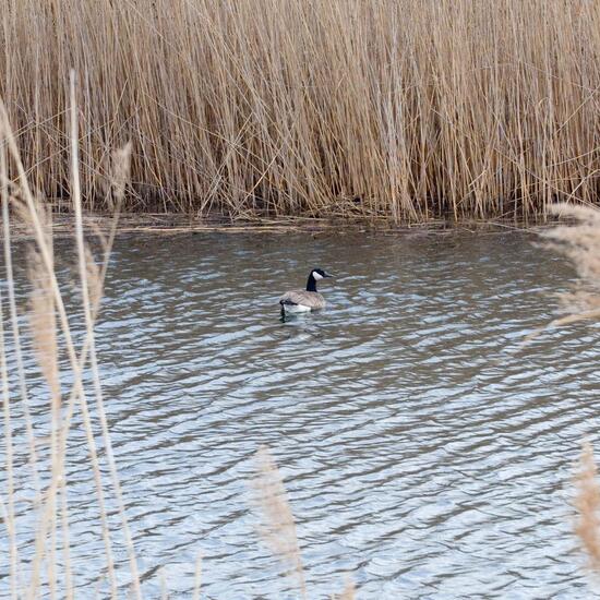 Canada Goose: Animal in habitat Artificial freshwater in the NatureSpots App