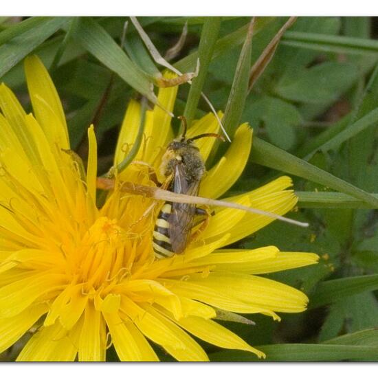 Nomada lathburiana: Animal in habitat Semi-natural grassland in the NatureSpots App