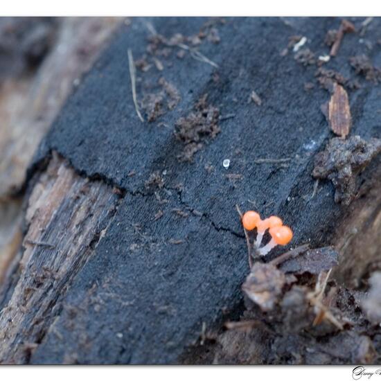 Mycena acicula: Mushroom in habitat Forest in the NatureSpots App