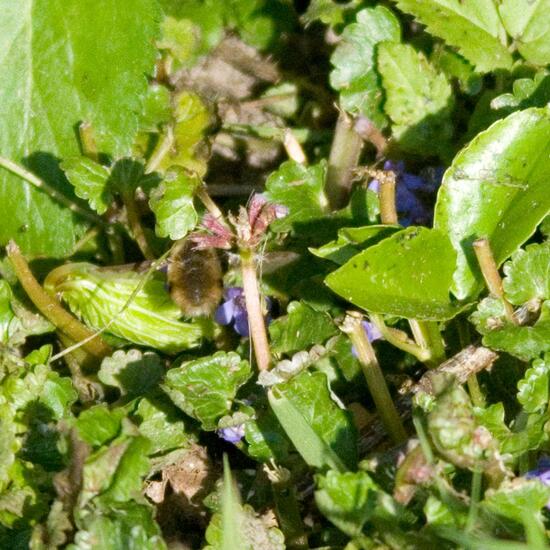 Großer Wollschweber: Tier im Habitat Garten in der NatureSpots App