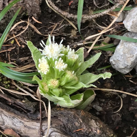 Petasites albus: Plant in habitat Boreal forest in the NatureSpots App