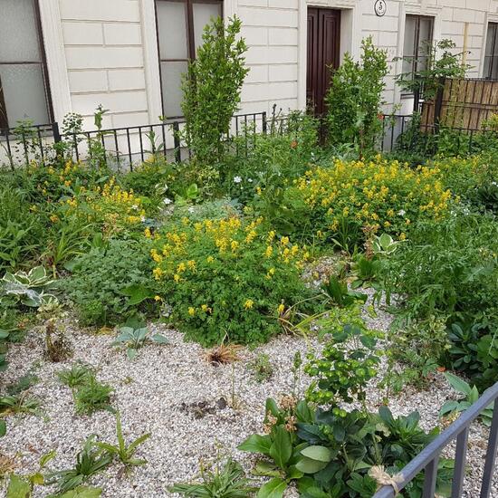 Landscape: Urban and Garden in habitat Flowerbed in the NatureSpots App