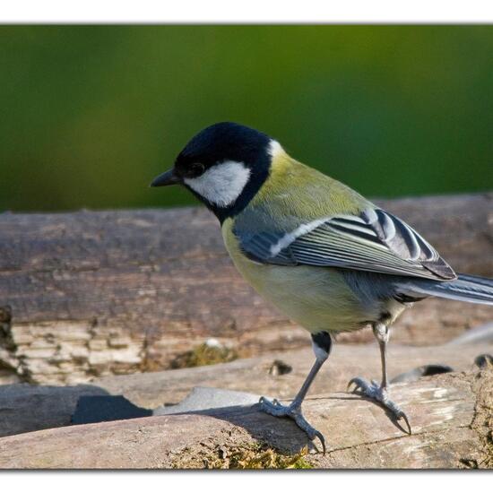 Kohlmeise: Tier im Habitat Hinterhof in der NatureSpots App