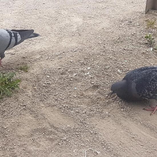 Felsentaube: Tier im Habitat Park in der NatureSpots App