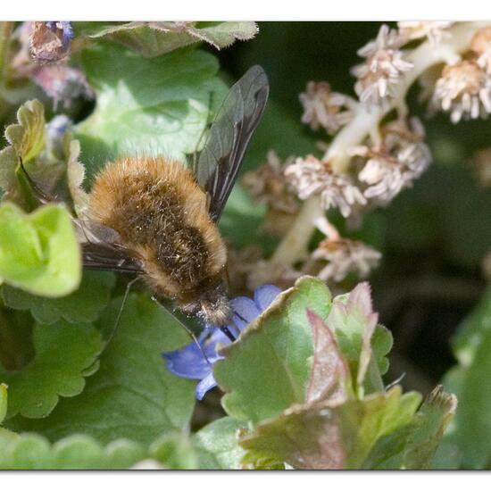 Großer Wollschweber: Tier im Habitat Garten in der NatureSpots App