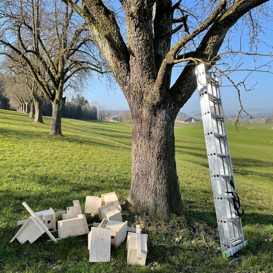 Syzygium guineense: Pflanze im Habitat Landwirtschaft in der NatureSpots App