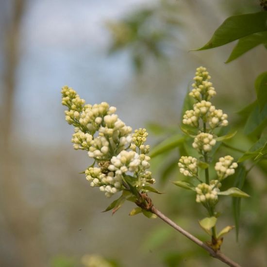 Syringa vulgaris: Plant in habitat Backyard in the NatureSpots App