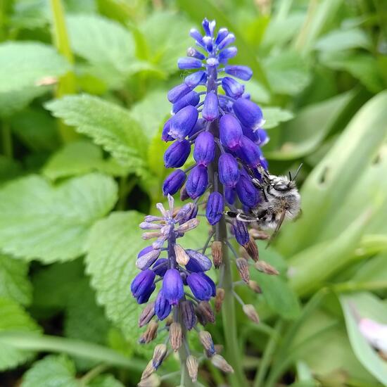 Gemeine Pelzbiene: Tier im Habitat Strasse/Verkehr in der NatureSpots App