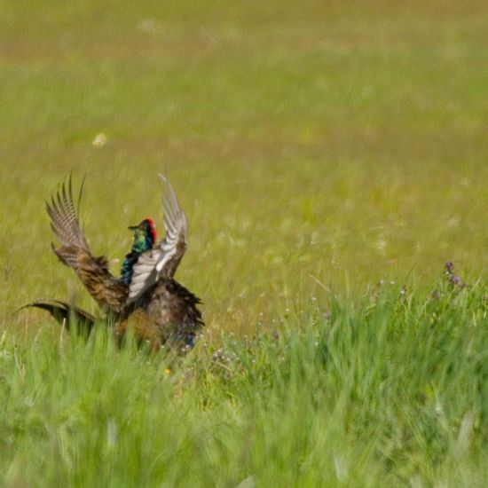 Buntfasan: Tier im Habitat Landwirtschaftliche Wiese in der NatureSpots App