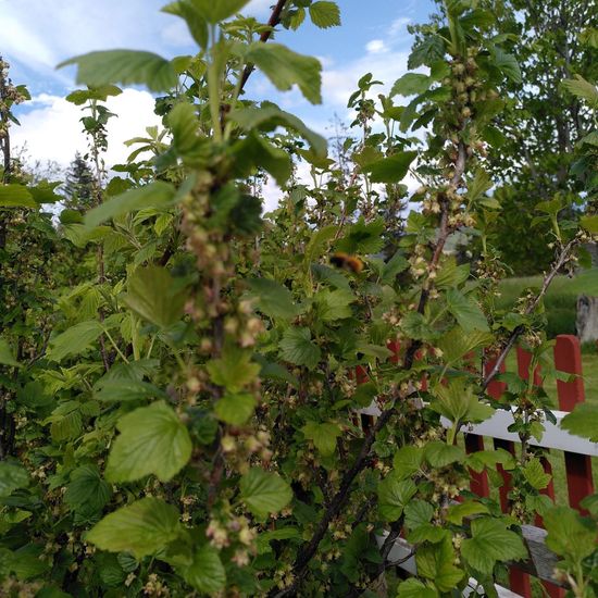 Brown-banded carder bee: Animal in habitat Garden in the NatureSpots App