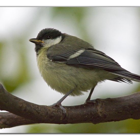 Kohlmeise: Tier im Habitat Garten in der NatureSpots App