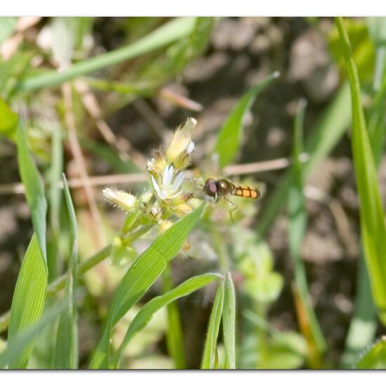 Melanostoma mellinum: Animal in habitat Agricultural meadow in the NatureSpots App
