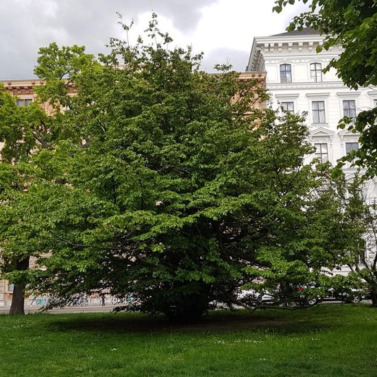 Parrotia persica: Pflanze im Habitat Park in der NatureSpots App