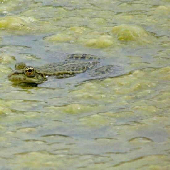 Wasserfrösche: Tier im Habitat Künstliches Süßwasser in der NatureSpots App