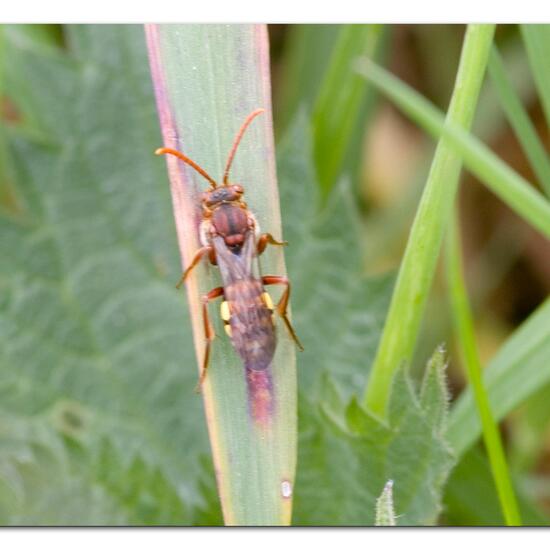 Nomada flava: Animal in habitat Road or Transportation in the NatureSpots App