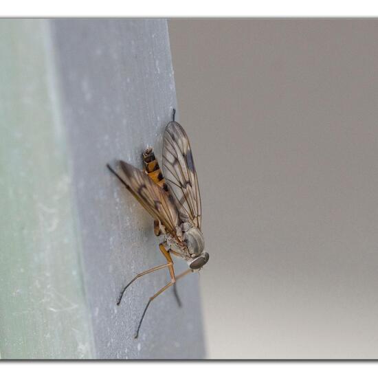 Gemeine Schnepfenfliege: Tier im Habitat Indoor/Glashaus in der NatureSpots App