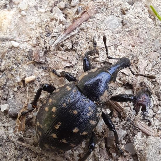 Großer Pestwurzrüssler: Tier im Habitat Wald der gemäßigten Breiten in der NatureSpots App