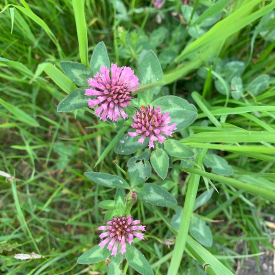 Trifolium pratense: Plant in habitat Natural Meadow in the NatureSpots App