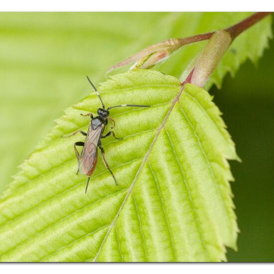 Crypteffigies lanius: Tier im Habitat Garten in der NatureSpots App