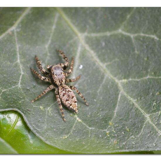 Rindenspringspinne: Tier im Habitat Garten in der NatureSpots App