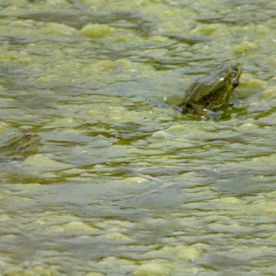 Wasserfrösche: Tier im Habitat Künstliches Süßwasser in der NatureSpots App