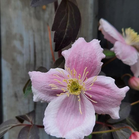 Clematis montana: Pflanze im Habitat Stadt und Garten in der NatureSpots App