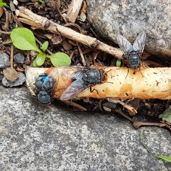 Schmeißfliegen: Tier im Habitat Innenstadt in der NatureSpots App