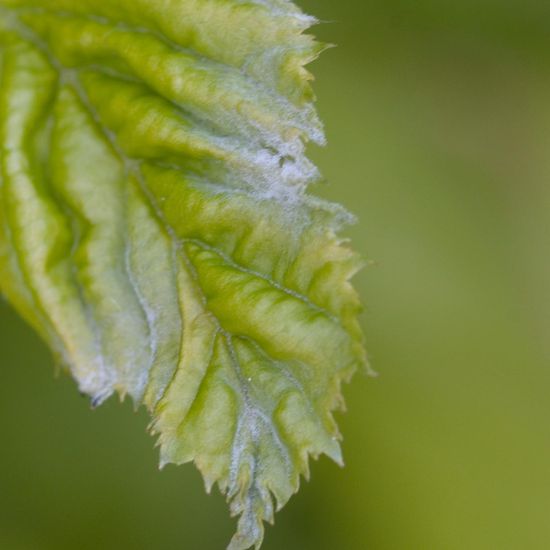 Powdery mildew: Mushroom in habitat Garden in the NatureSpots App