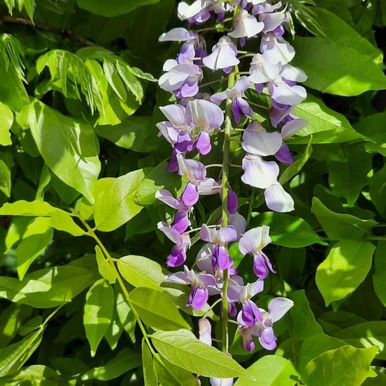 Chinesische Wisteria: Pflanze im Habitat Garten in der NatureSpots App