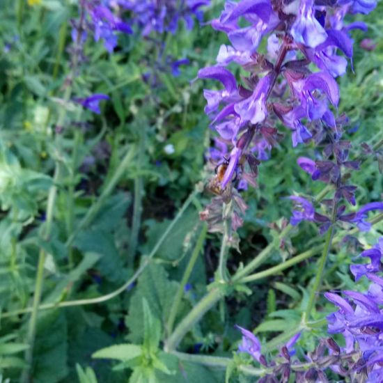 Veränderliche Hummel: Tier im Habitat Naturnahe Wiese in der NatureSpots App