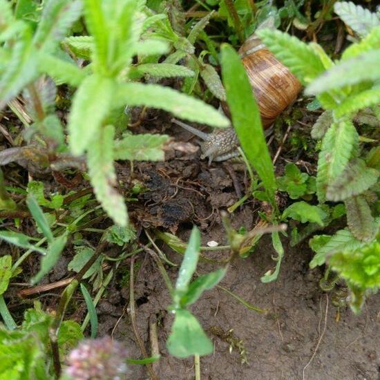 Schnecken: Tier im Habitat Halb-natürliches Grasland in der NatureSpots App