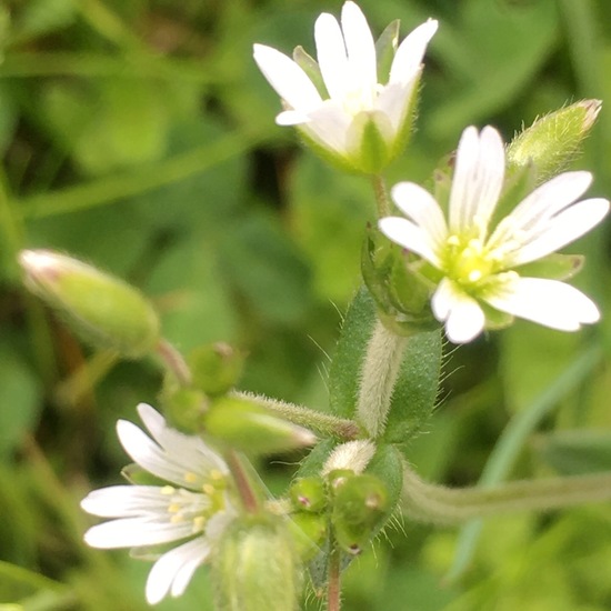 Mouse-ear chickweed: Plant in habitat Garden in the NatureSpots App