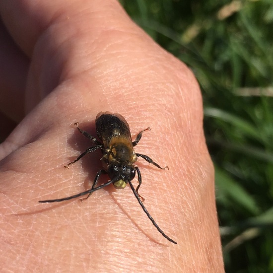 Insekten: Tier im Habitat Felder in der NatureSpots App