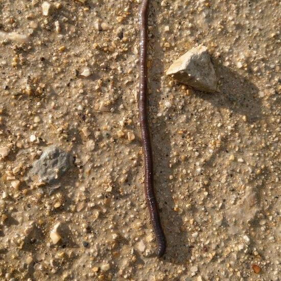 Lumbricus terrestris: Animal in habitat Semi-natural grassland in the NatureSpots App