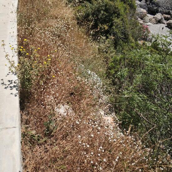 another species: Plant in habitat Rocky coast in the NatureSpots App