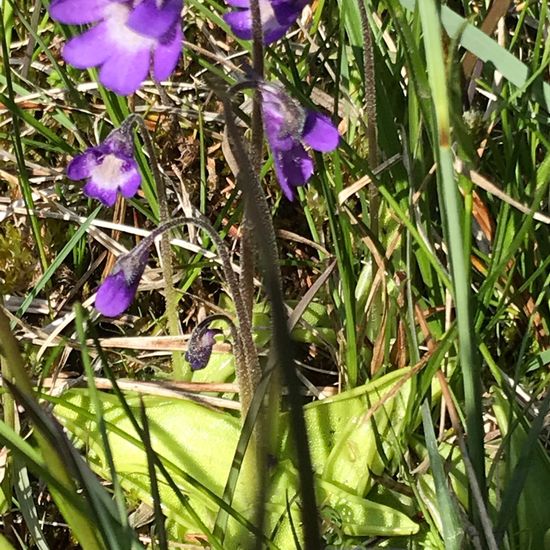 Gemeines Fettkraut: Pflanze im Habitat Sumpf in der NatureSpots App