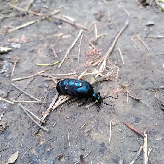 Violetter Ölkäfer: Tier im Habitat Wald der gemäßigten Breiten in der NatureSpots App