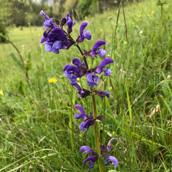 Meadow clary: Plant in habitat Natural Meadow in the NatureSpots App